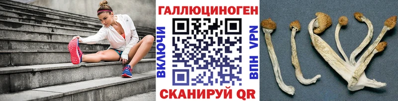 Купить  Луза  Псилоцибиновые грибы мицелий 